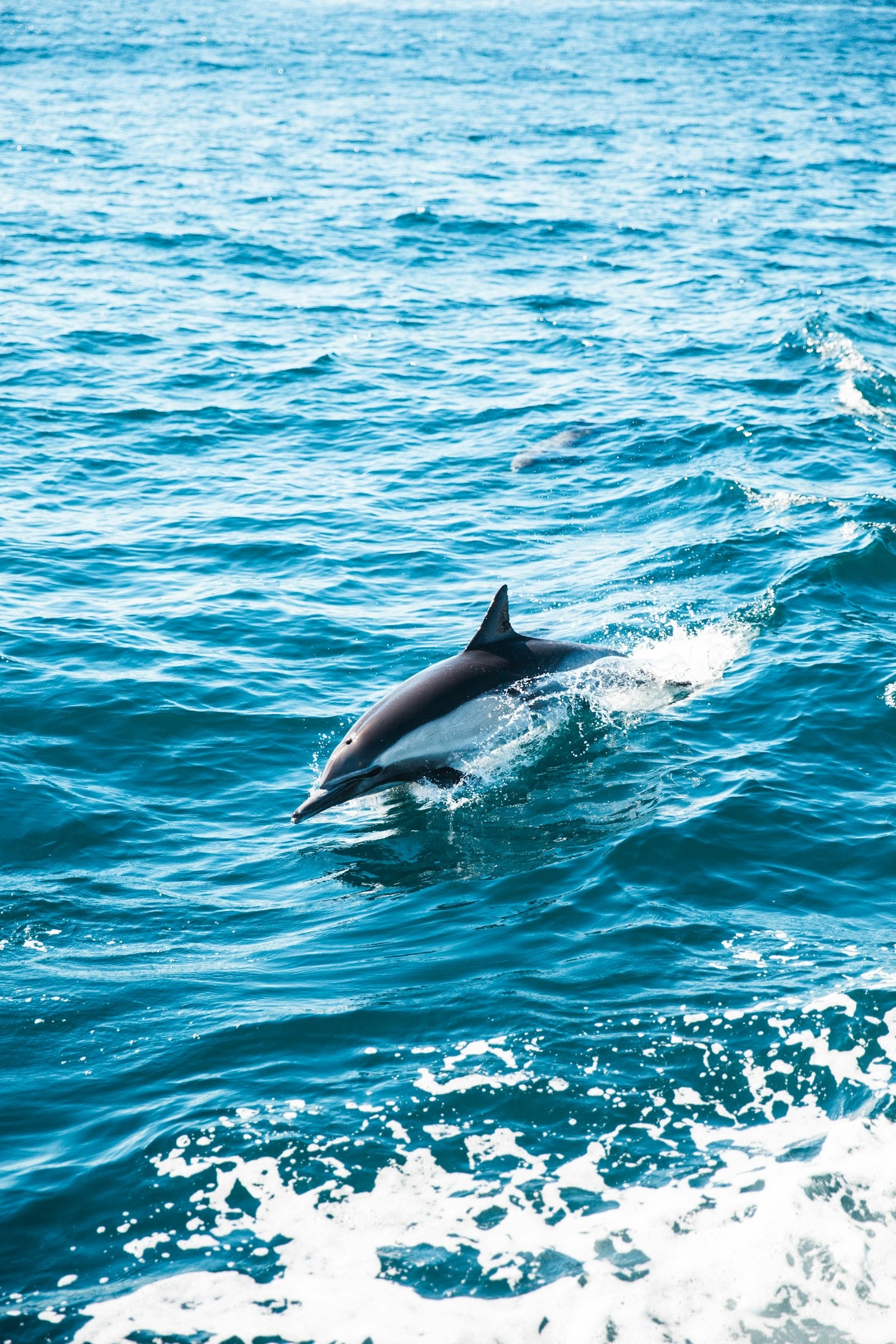 The Hidden Wonders of Marine Ecosystems