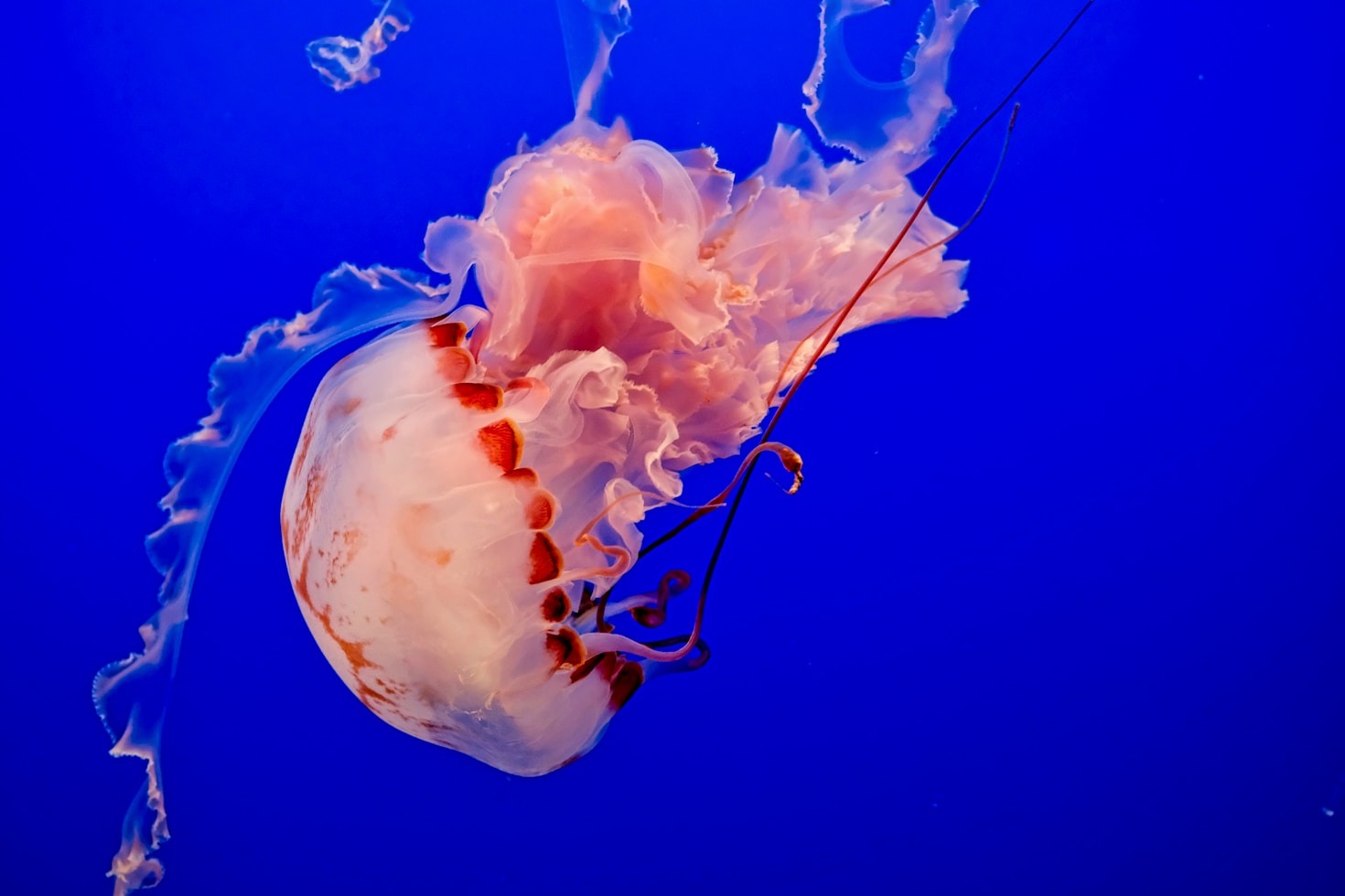 The Science Behind Ocean Sustainability